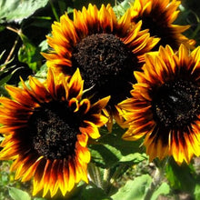 Load image into Gallery viewer, Tarot Garden + Seed Packet - Sunflower
